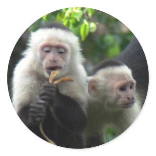 2 White Face Capuchin Monkeys Classic Round Sticker