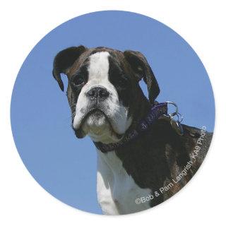 3 Month Old Boxer Puppy Classic Round Sticker