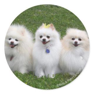 3 Pomeranians Sitting Classic Round Sticker