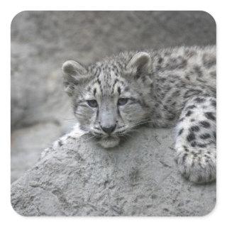 4 month old Snow leopard cub draped over a rock Square Sticker