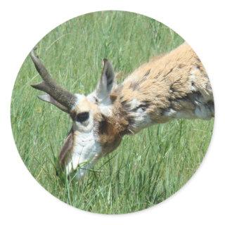 A11 Pronghorn Antelope Grazing Classic Round Sticker