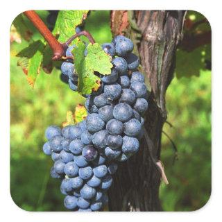 A bunch of grapes ripe merlot on a vine with square sticker