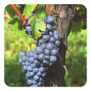 A bunch of grapes ripe merlot on a vine with square sticker