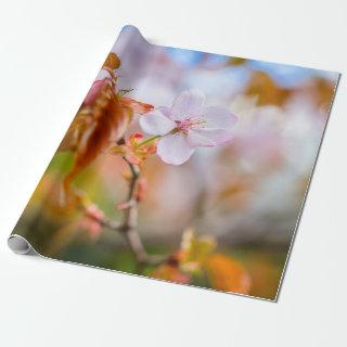 A Charming Sakura Flower On A Twig In Spring