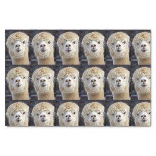 A cute fluffy face of an alpaca         tissue paper