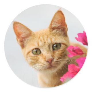A cute red tabby kitten is watching you. classic round sticker