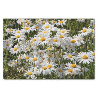 A Field of Oxeye Daisies Tissue Paper