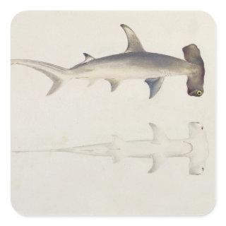 A Hammer-headed Shark, Loheia, formerly attributed Square Sticker