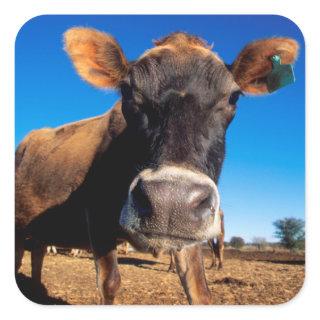 A Jersey cow being inquisitive Square Sticker