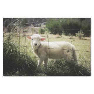 a little white lamb behind a fence in a field tissue paper