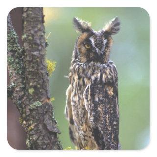 A long-eared owl perched on a tree branch square sticker