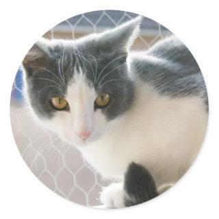 A Max And Mantle Bi Colour Cat Classic Round Sticker