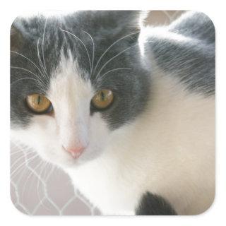 A Max And Mantle Bi Colour Cat Square Sticker