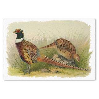 A pair of Ring necked pheasants in a grassy field Tissue Paper
