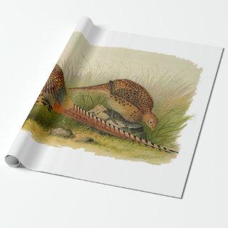 A pair of Ring necked pheasants in a grassy field