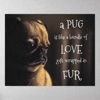 A Pug Is A Bundle of Love Gift-Wrapped In Fur Poster