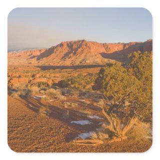 A Utah Juniper Juniperus osteosperma) tree in 2 Square Sticker