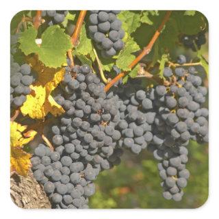 A vine with ripe Merlot grape bunches - Chateau Square Sticker