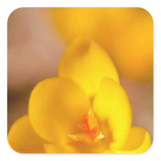 A yellow crocus blooms in Portsmouth, New Square Sticker