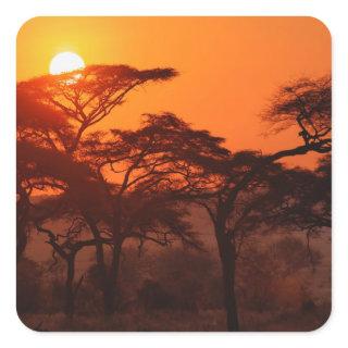 Acacia forest silhouetted at sunset, Tarangire Square Sticker