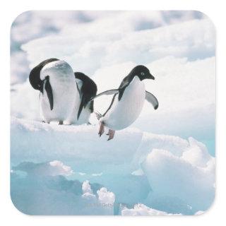 Adelie penguins (pygoscelis adeliae) Antarctica Square Sticker