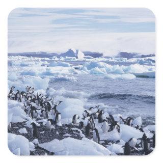 Adelie Penguins Pygoscelis adeliae Square Sticker