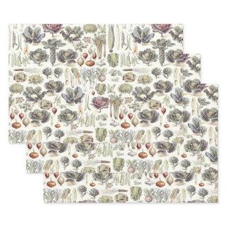 Adolphe Millot Vegetable Pattern  Sh