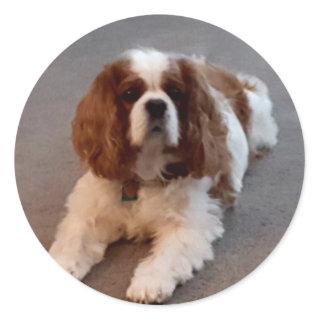 Adorable Cavalier King Charles Spaniel Classic Round Sticker