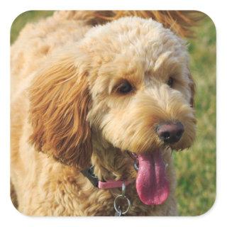 Adorable Goldendoodle Dog Square Sticker