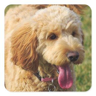 Adorable Goldendoodle Dog Square Sticker