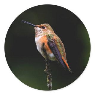 Adorable Rufous Hummingbird on Branch Classic Round Sticker