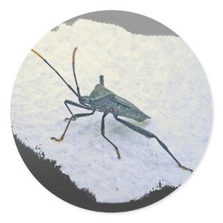 Adult Black Assasin Bug (Reduviid) Items Classic Round Sticker