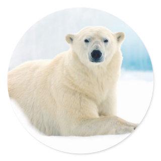 Adult polar bear large boar on the summer ice classic round sticker