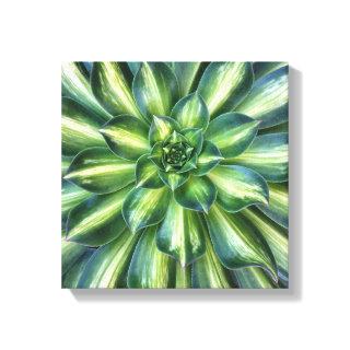 Aeonium 'Starburst' canvas print