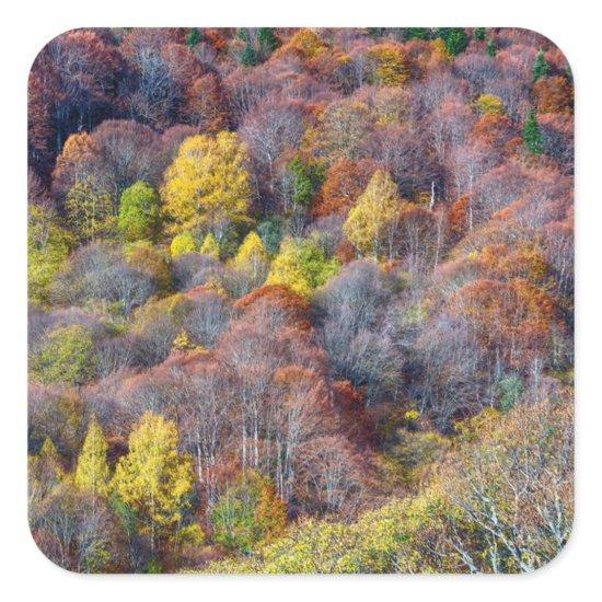 Aerial View of Autumn forest Colorful Trees      Square Sticker