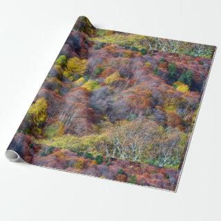 Aerial View of Autumn forest Colorful Trees
