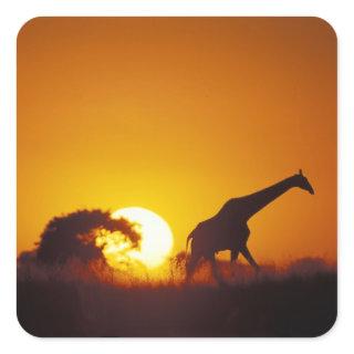 Africa, Botswana, Chobe National Park, Giraffe 2 Square Sticker