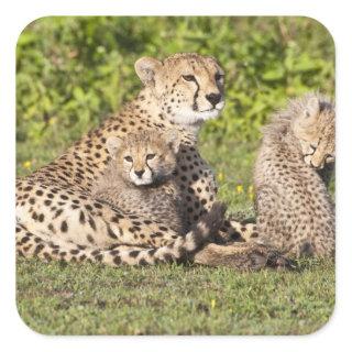Africa. Tanzania. Cheetah mother and cubs 2 Square Sticker