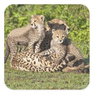 Africa. Tanzania. Cheetah mother and cubs Square Sticker