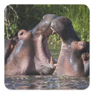 Africa. Tanzania. Hippopotamus sparring Square Sticker
