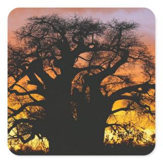 African baobab tree, Adansonia digitata, Square Sticker