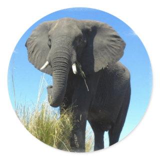 African Elephant Sticker