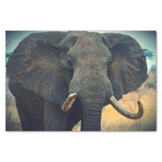 African Elephant Up Close  Tissue Paper