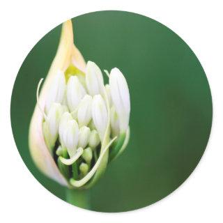 African Lily, Agapanthus Praecox, Cape Town Classic Round Sticker