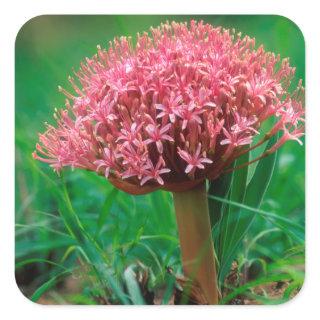 African Lily (Agapanthus Praecox), Mala Mala Square Sticker