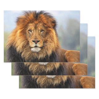 African Lion 1  Sheets