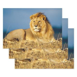 African Lion 2  Sheets