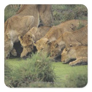 African Lions (Panthera leo) Square Sticker