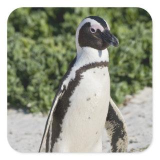 African Penguin, formerly known as Jackass Square Sticker