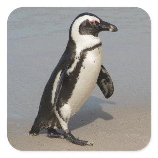 African Penguin Walking Square Sticker